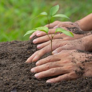 Planting