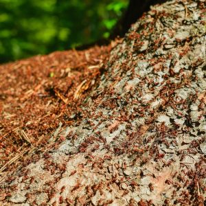 Mulch & Ground Cover