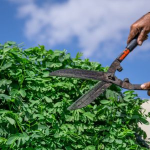 Shrub Pruning
