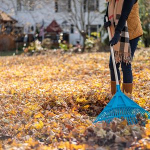 Leaf Raking & Collection